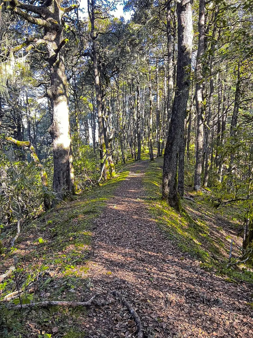 The forested landscape of Zhemgang, south-central Bhutan
